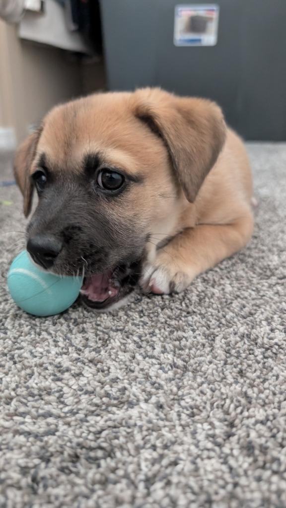 Enlarge Nino Franco, a Adoptable mixed breed in Phoenix, AZ image 1/3