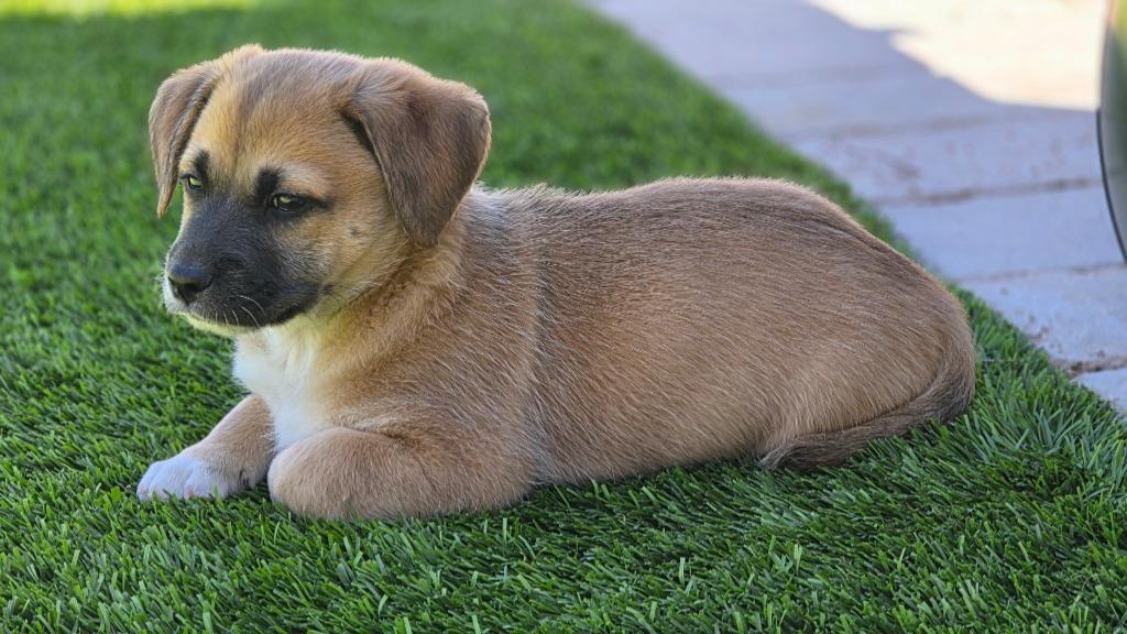 Enlarge Nino Franco, a Adoptable mixed breed in Phoenix, AZ image 2/3