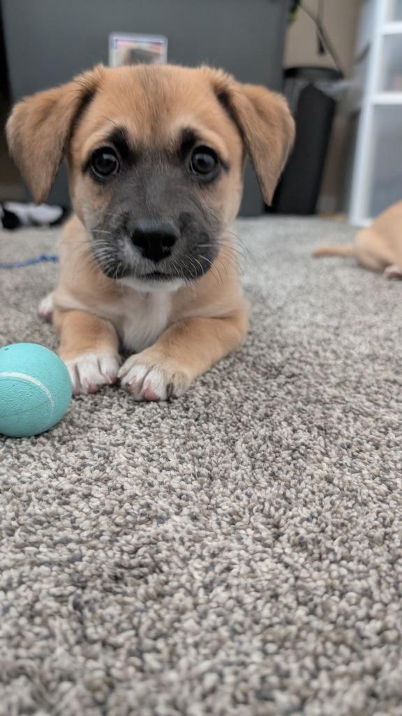 Enlarge Nino Franco, a Adoptable mixed breed in Phoenix, AZ image 3/3