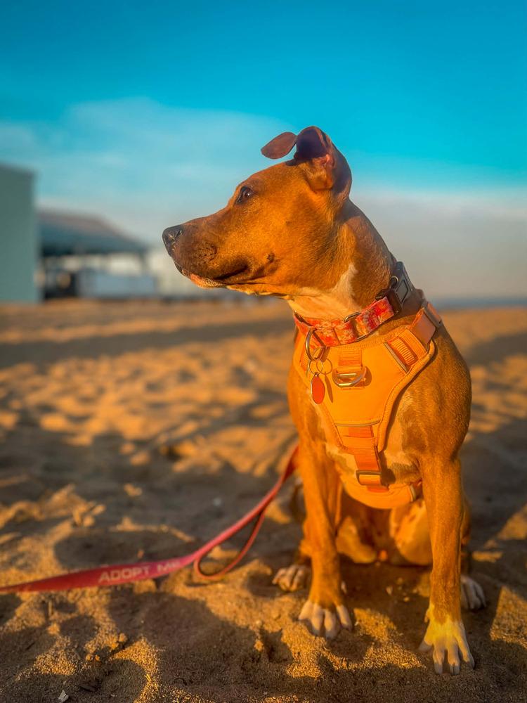 Rosalina, Adoptable, Adult Female Pit Bull Terrier.