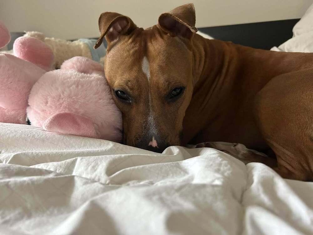 Rosalina, Adoptable, Adult Female Pit Bull Terrier.