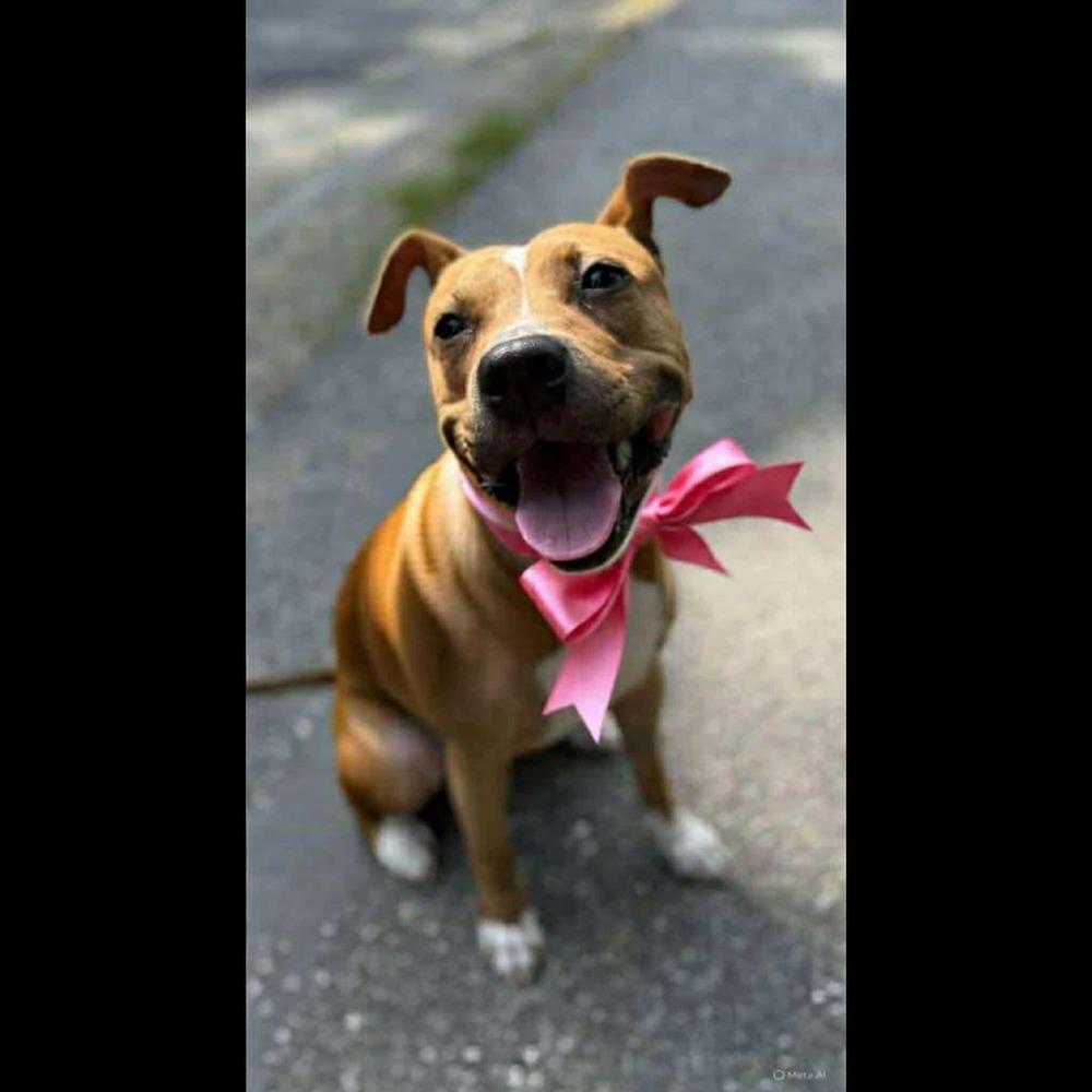 Rosalina, Adoptable, Adult Female Pit Bull Terrier.