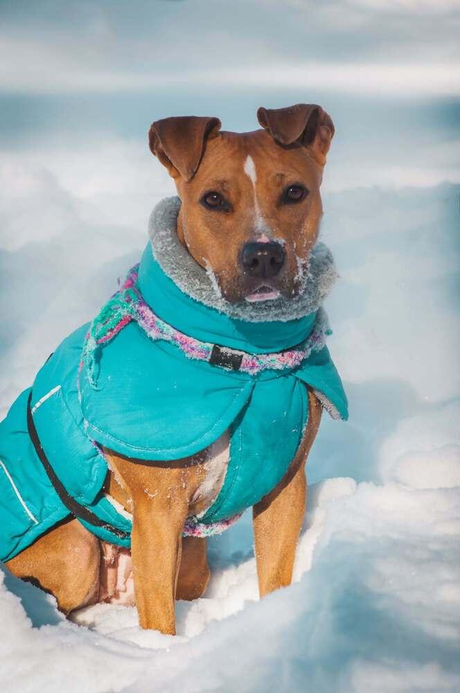 Enlarge Rosalina, a Adoptable mixed breed in Groveland, MA image 3/6