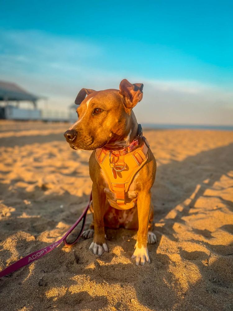 Rosalina, Adoptable, Adult Female Pit Bull Terrier.