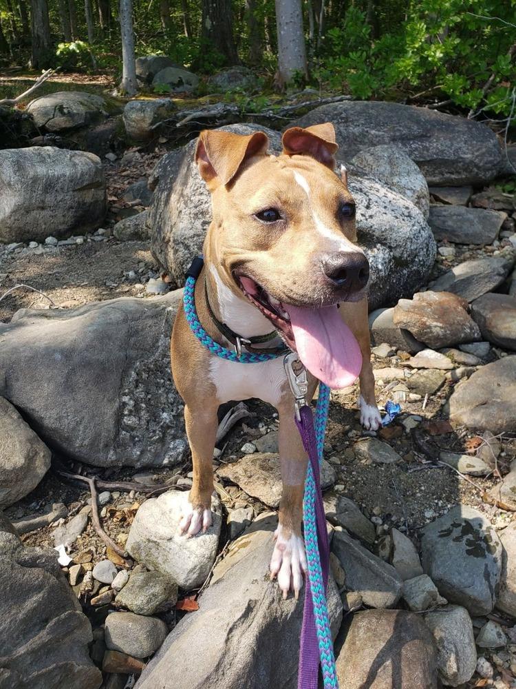 Enlarge Rosalina, a Adoptable mixed breed in Groveland, MA image 5/6