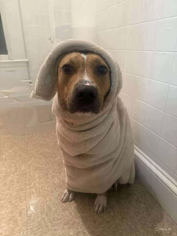 Enlarge Rosalina, a Adoptable mixed breed in Groveland, MA image 6/6