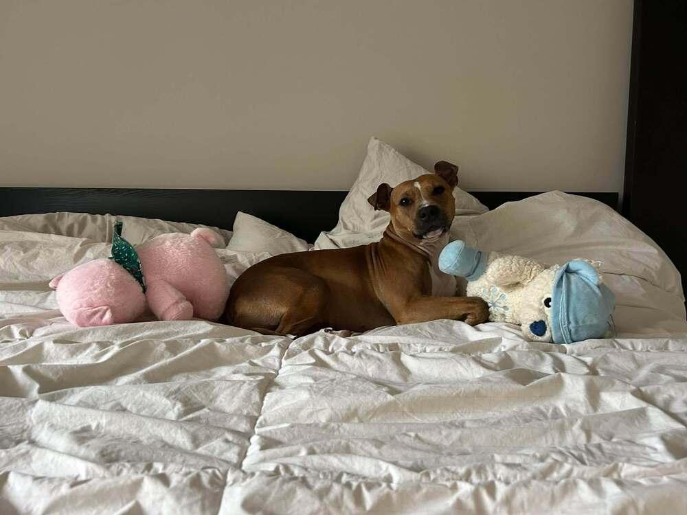 Enlarge Rosalina, a Adoptable mixed breed in Groveland, MA image 6/6