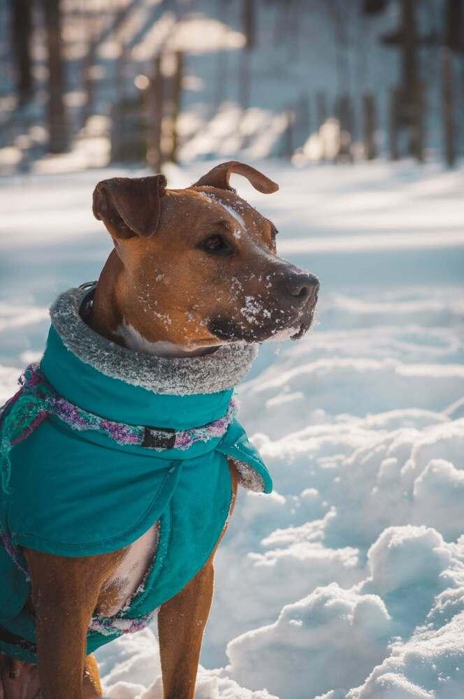 Enlarge Rosalina, a Adoptable mixed breed in Groveland, MA image 5/6