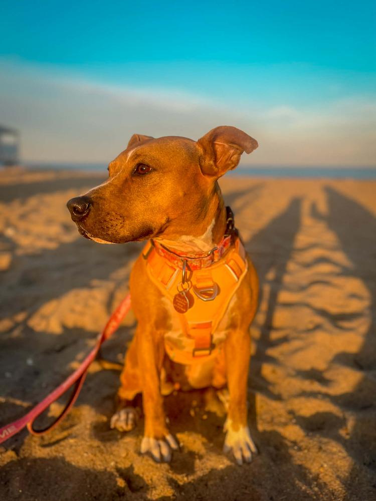 Enlarge Rosalina, a Adoptable mixed breed in Groveland, MA image 6/6