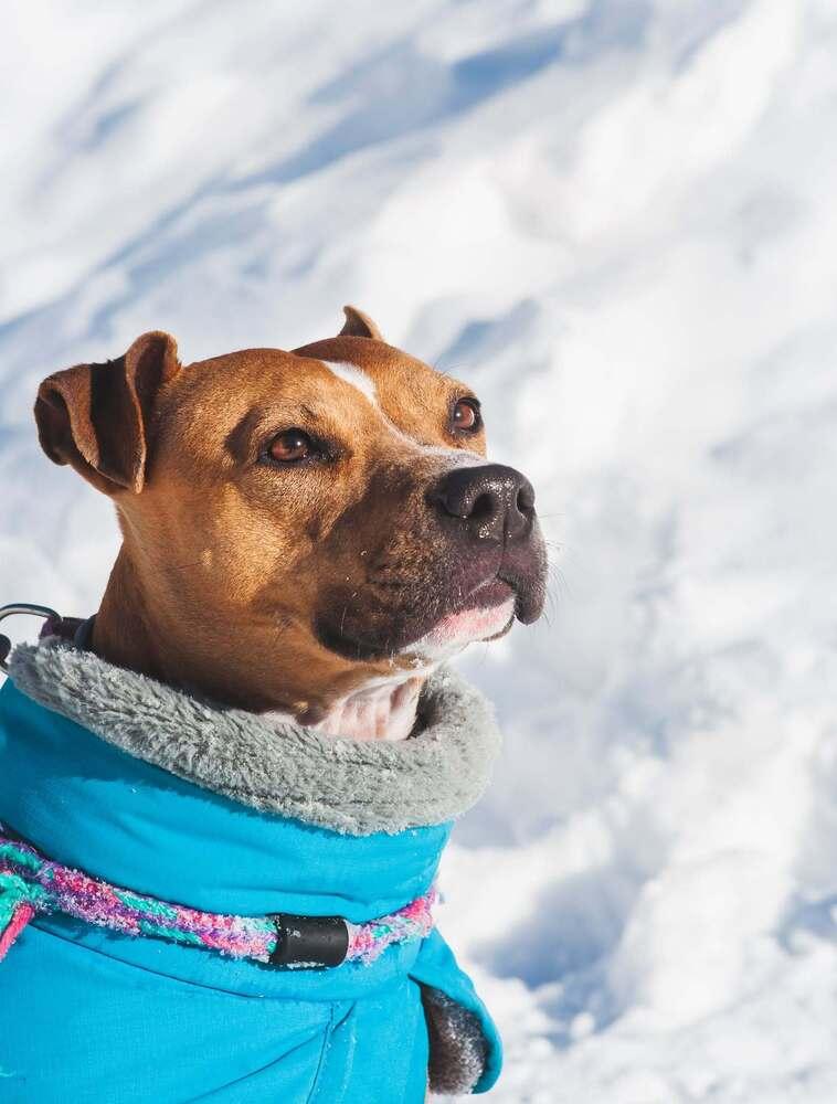 Enlarge Rosalina, a Adoptable mixed breed in Groveland, MA image 6/6