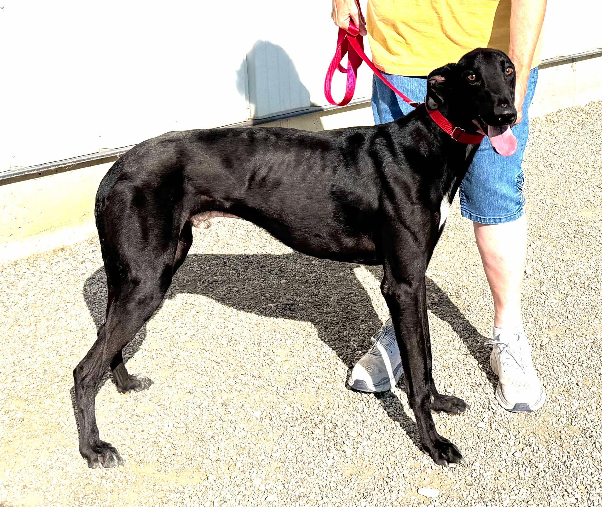 Onyx, an adoptable Greyhound, Lurcher in Indianapolis, IN, 46220 | Photo Image 3