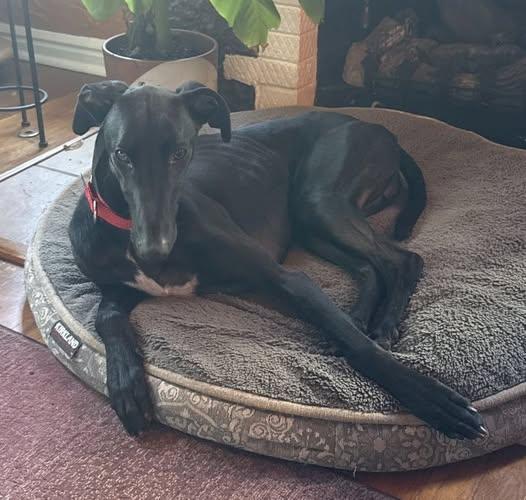 Onyx, an adoptable Greyhound, Lurcher in Indianapolis, IN, 46220 | Photo Image 1