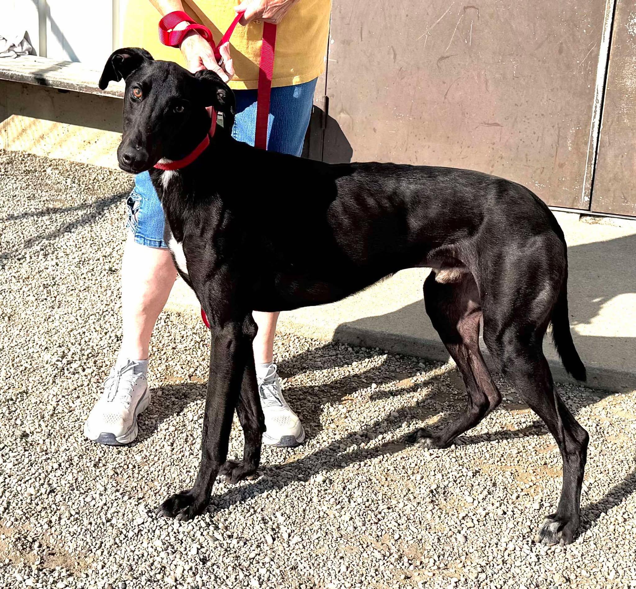 Onyx, an adoptable Greyhound, Lurcher in Indianapolis, IN, 46220 | Photo Image 2