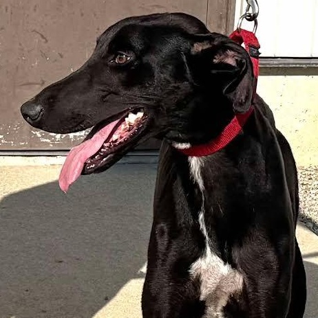 Onyx, an adoptable Greyhound, Lurcher in Indianapolis, IN, 46220 | Photo Image 4