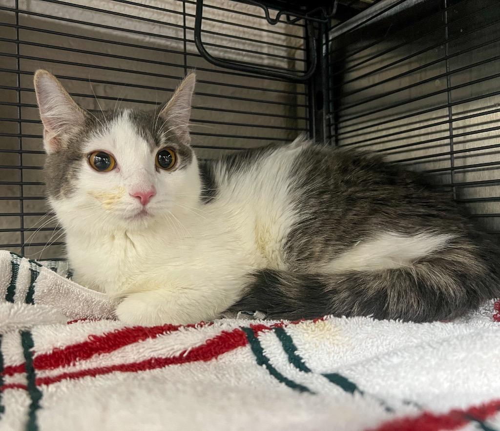 Eli, Adoptable, Kitten Male Domestic Short Hair.