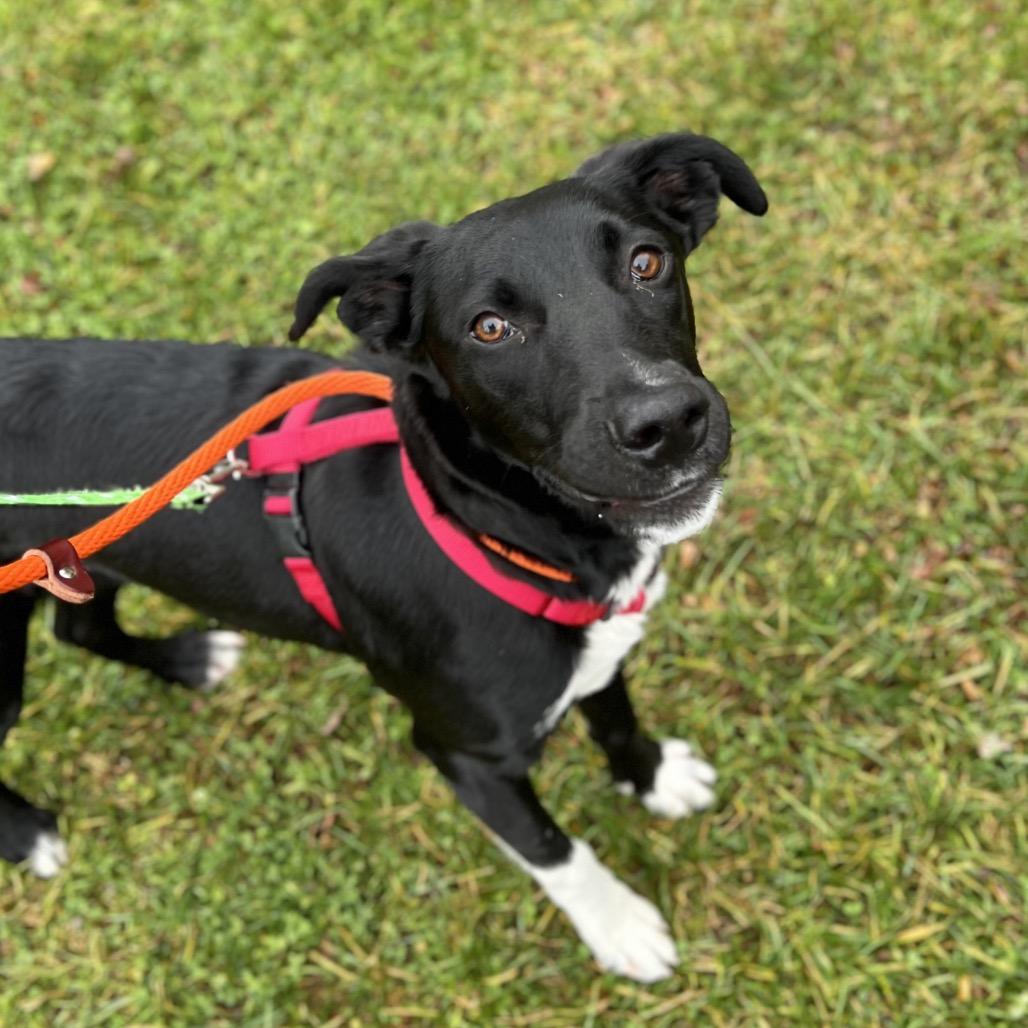 Triss, a Adoptable Mixed Breed in Westhampton, NY image 3/6