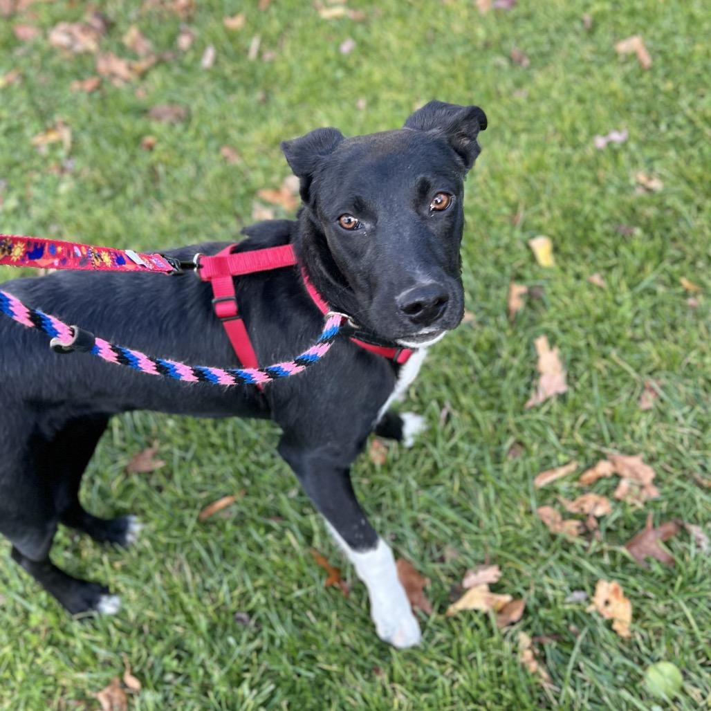 Triss, a Adoptable Mixed Breed in Westhampton, NY image 4/6