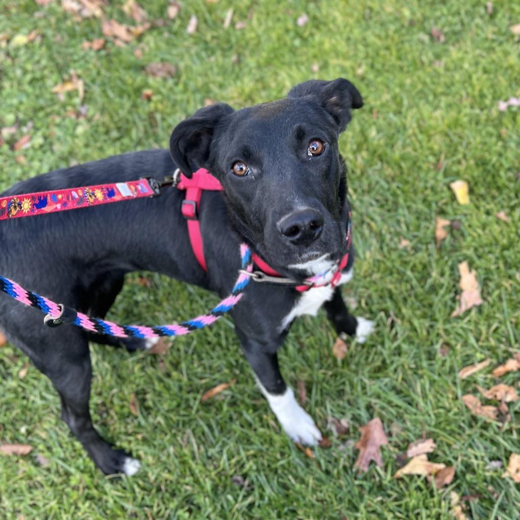 Triss, a Adoptable Mixed Breed in Westhampton, NY image 5/6