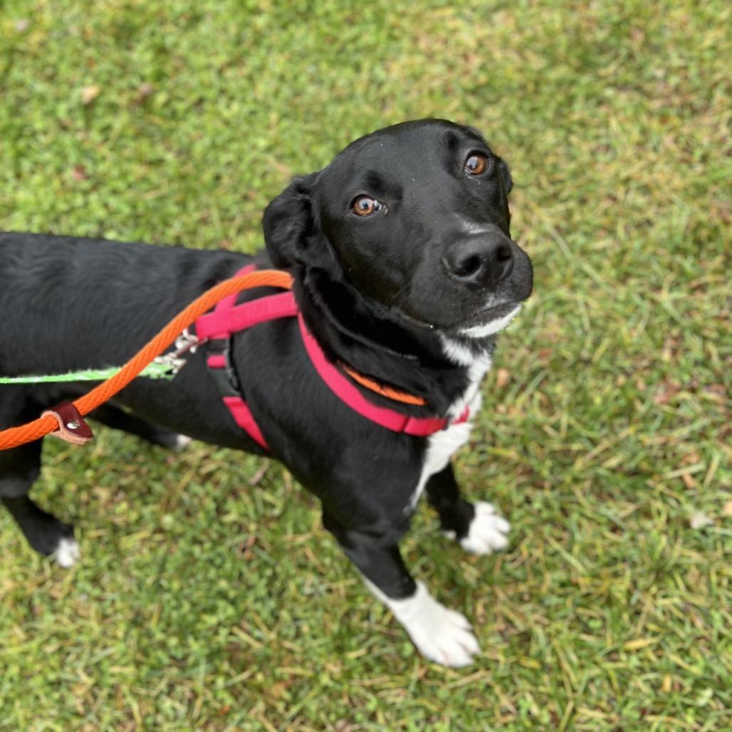 Triss, a Adoptable Mixed Breed in Westhampton, NY image 6/6