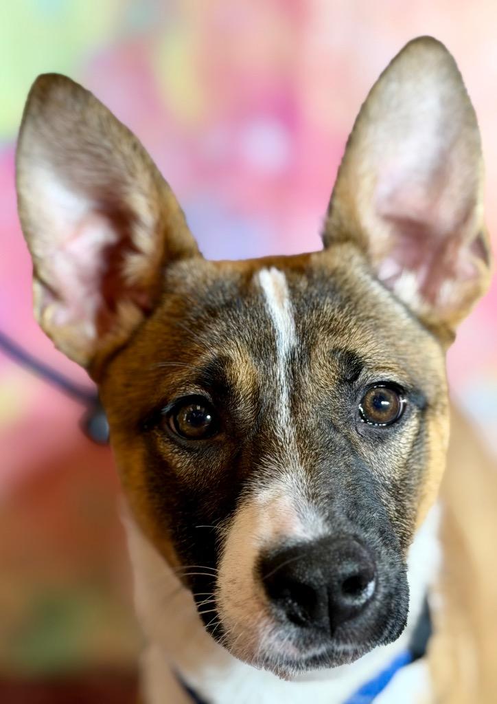 CAROL, Adoptable, Puppy Female Terrier.