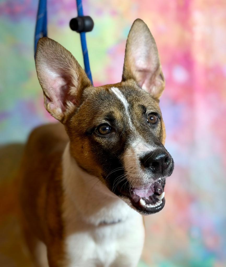 Enlarge CAROL, a Adoptable Terrier in Wintersville, OH image 2/3