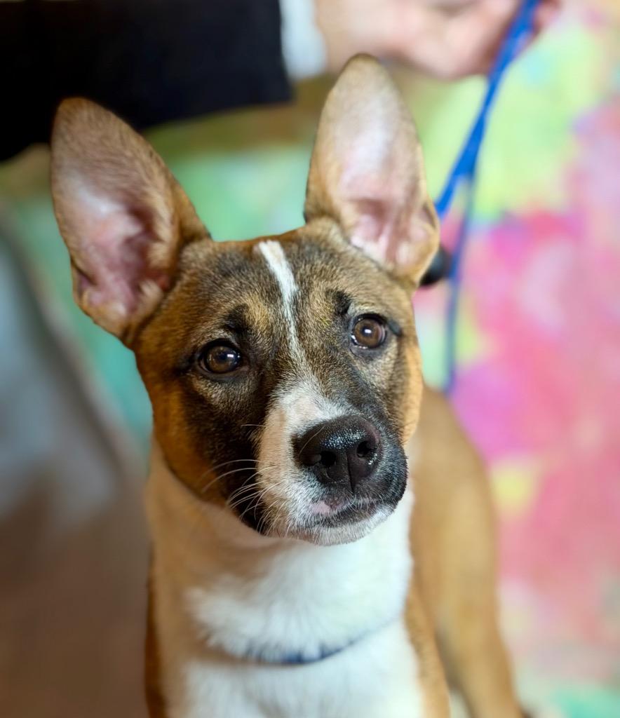 Enlarge CAROL, a Adoptable Terrier in Wintersville, OH image 3/3
