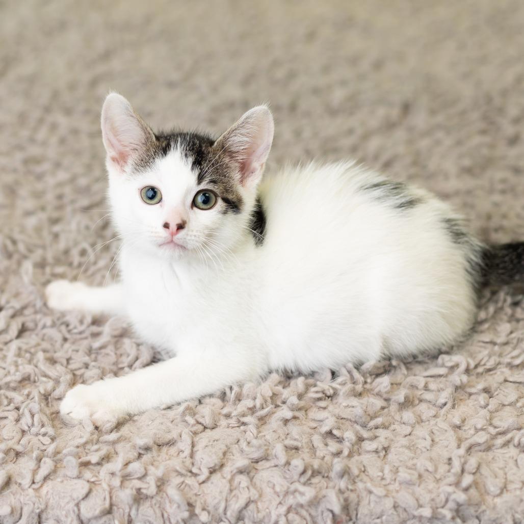 Calcifer, Adoptable, Kitten Female Domestic Short Hair.