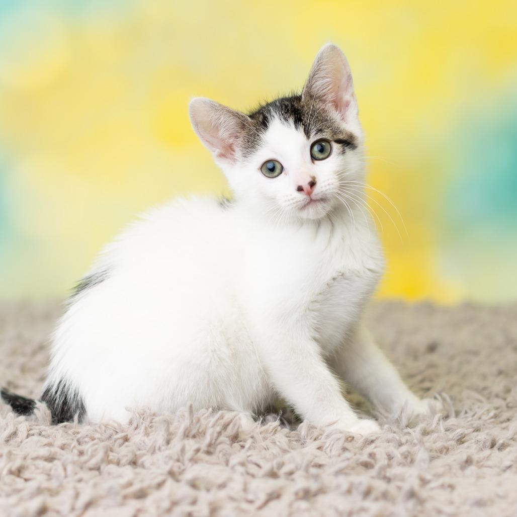 Calcifer, a Adoptable Domestic Short Hair in St. Paul, MN image 2/6