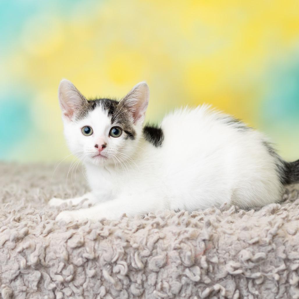 Calcifer, a Adoptable Domestic Short Hair in St. Paul, MN image 3/6