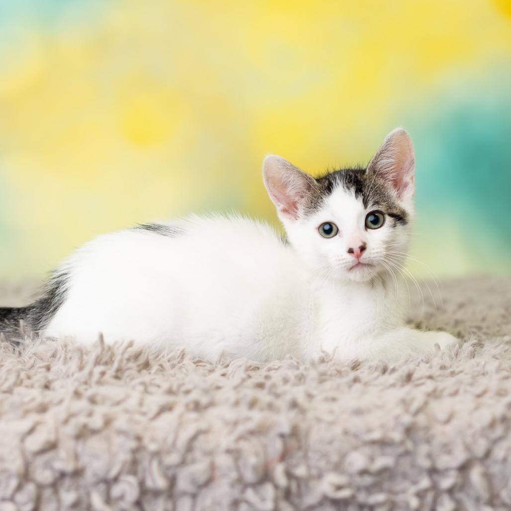 Calcifer, a Adoptable Domestic Short Hair in St. Paul, MN image 4/6