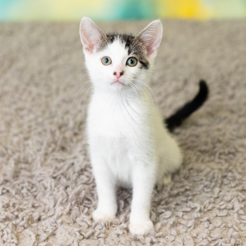 Calcifer, a Adoptable Domestic Short Hair in St. Paul, MN image 5/6