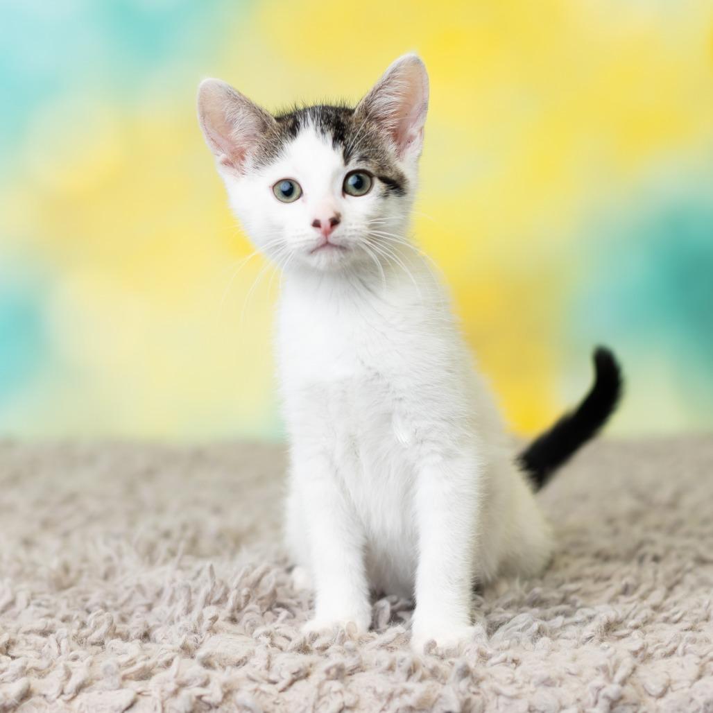 Calcifer, a Adoptable Domestic Short Hair in St. Paul, MN image 6/6