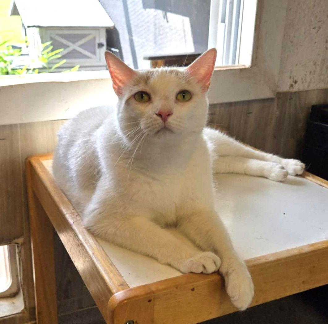 Kallie S., a Adoptable Domestic Short Hair in Trenton, NJ image 1/3