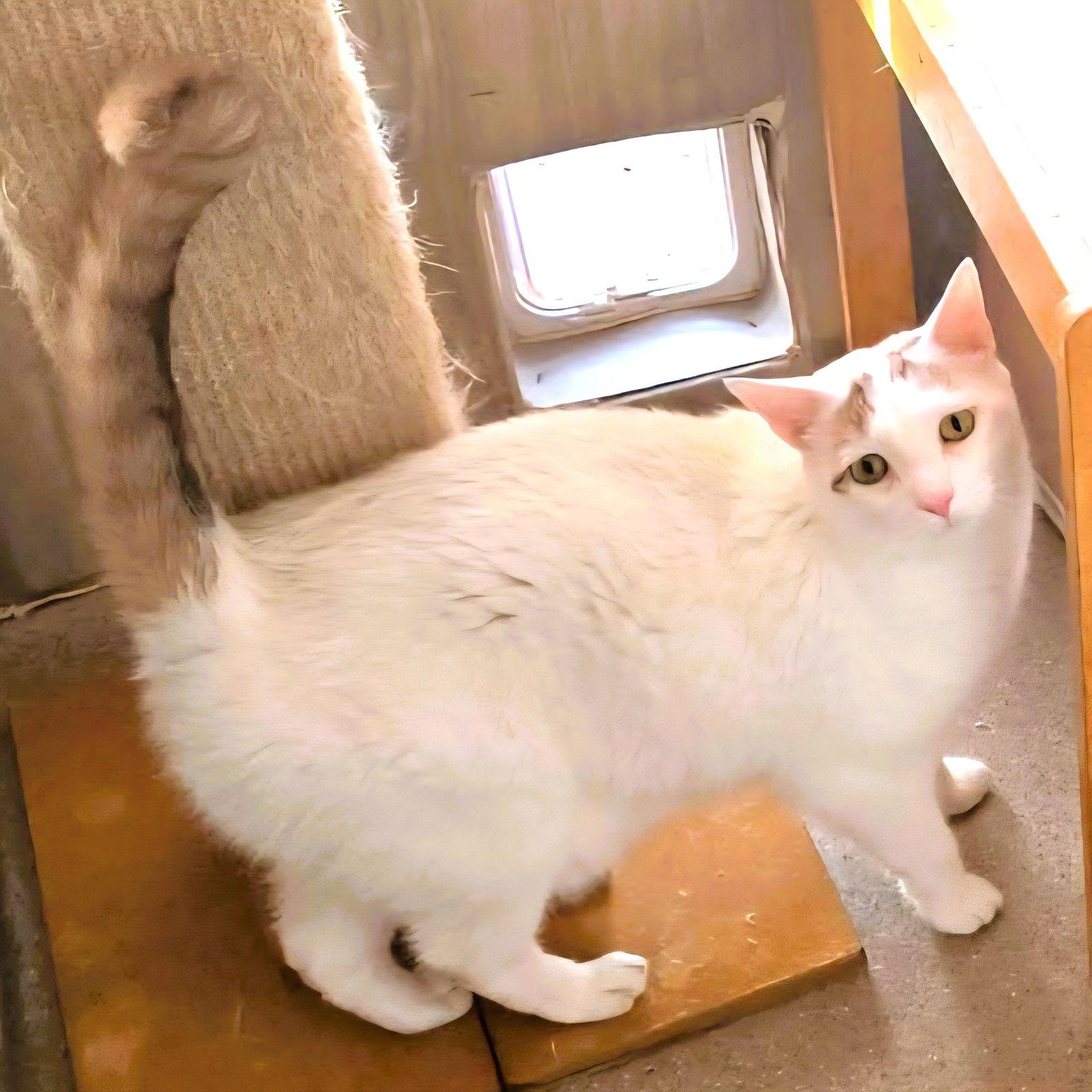 Kallie S., a Adoptable Domestic Short Hair in Trenton, NJ image 2/3