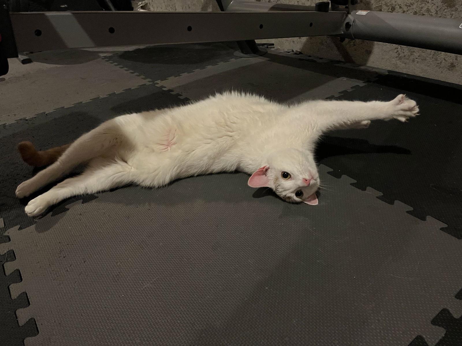 Kallie S., a Adoptable Domestic Short Hair in Trenton, NJ image 3/3