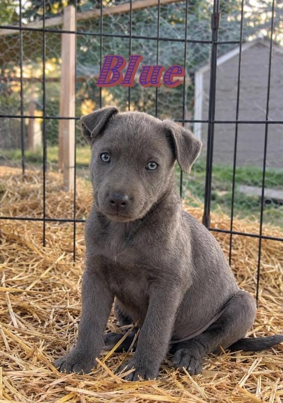 Blue, Adoptable, Young Male Labrador Retriever & Pit Bull Terrier.
