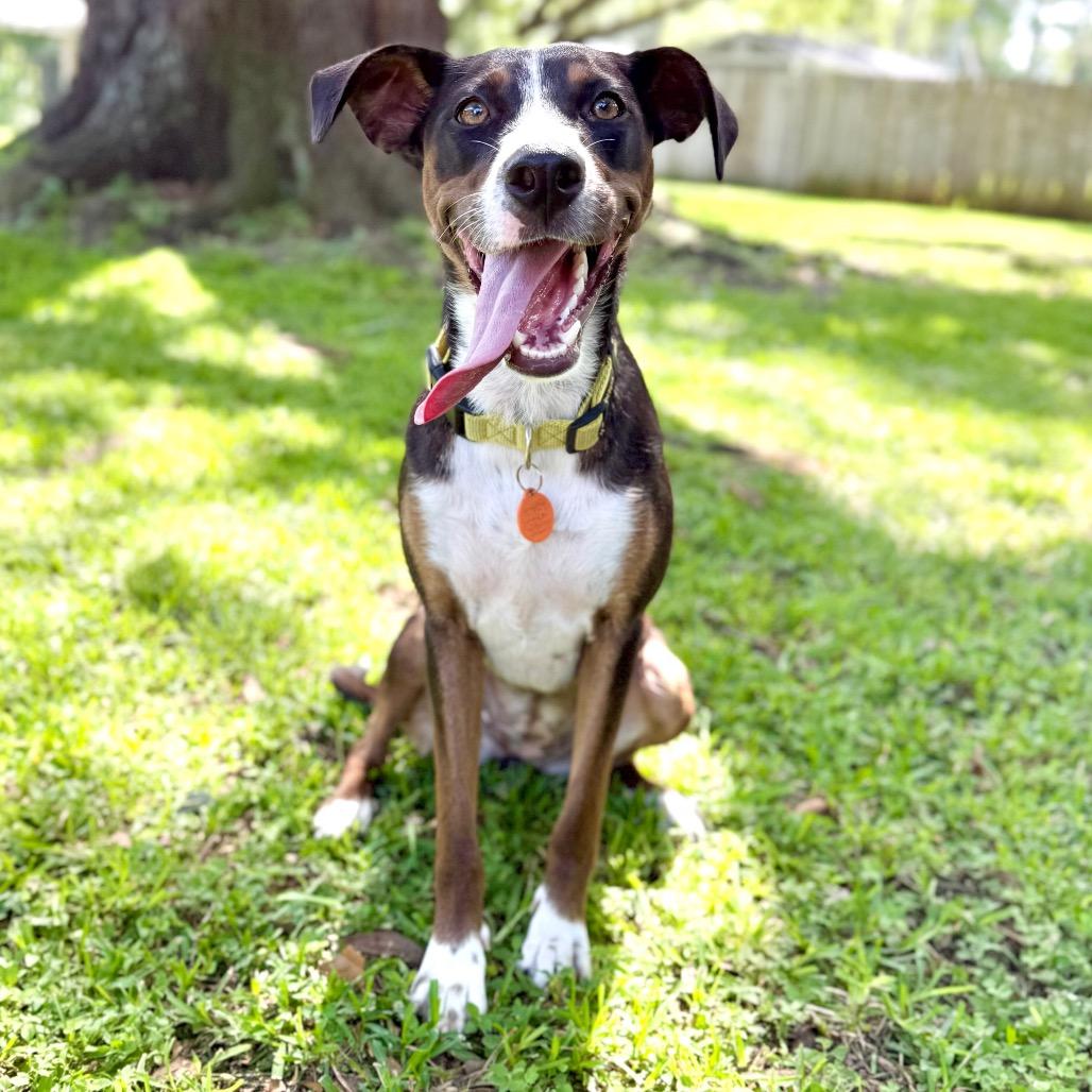 Tula, a Adoptable mixed breed image 1/6