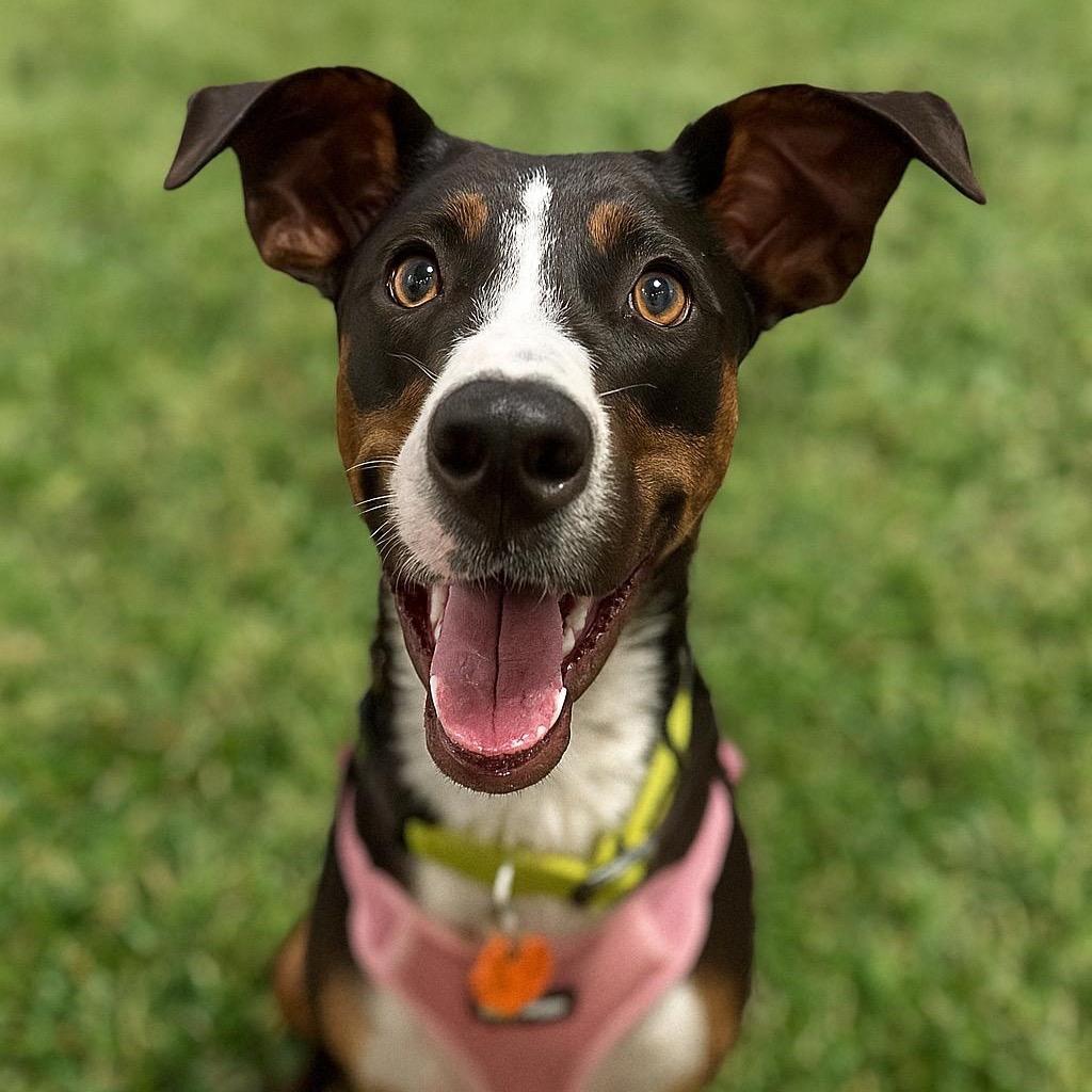 Tula, Adoptable, Adult Female Hound & Australian Shepherd.