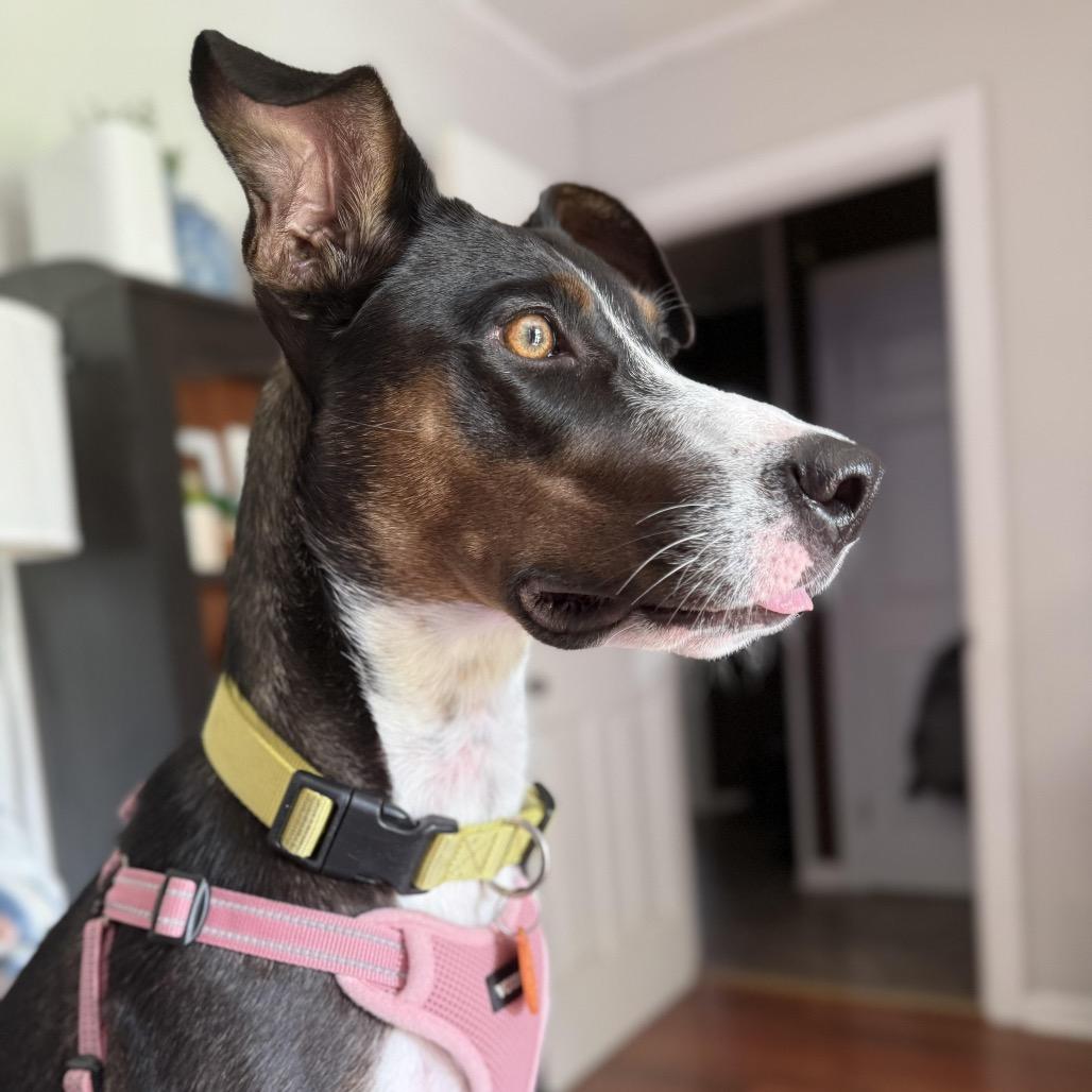 Enlarge Tula, a Adoptable mixed breed in New Orleans, LA image 2/6