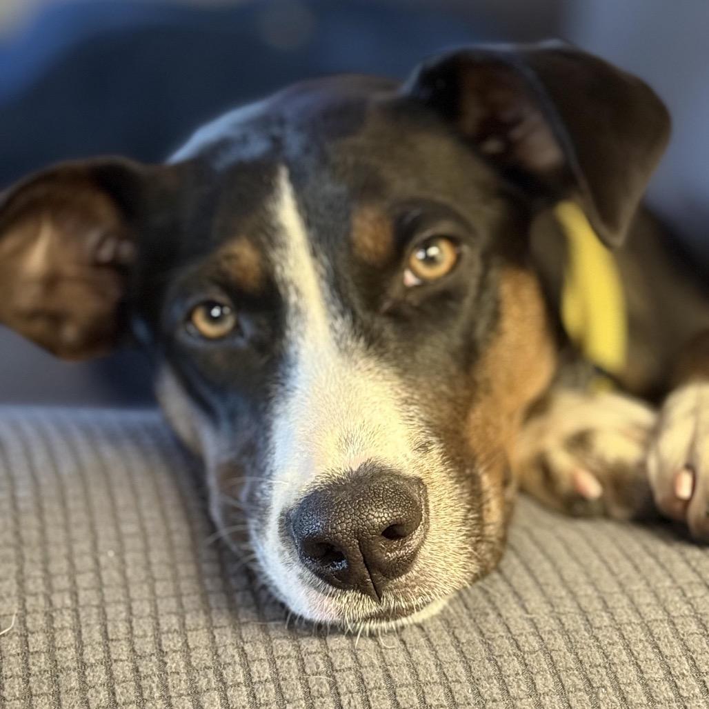 Enlarge Tula, a Adoptable mixed breed in New Orleans, LA image 6/6