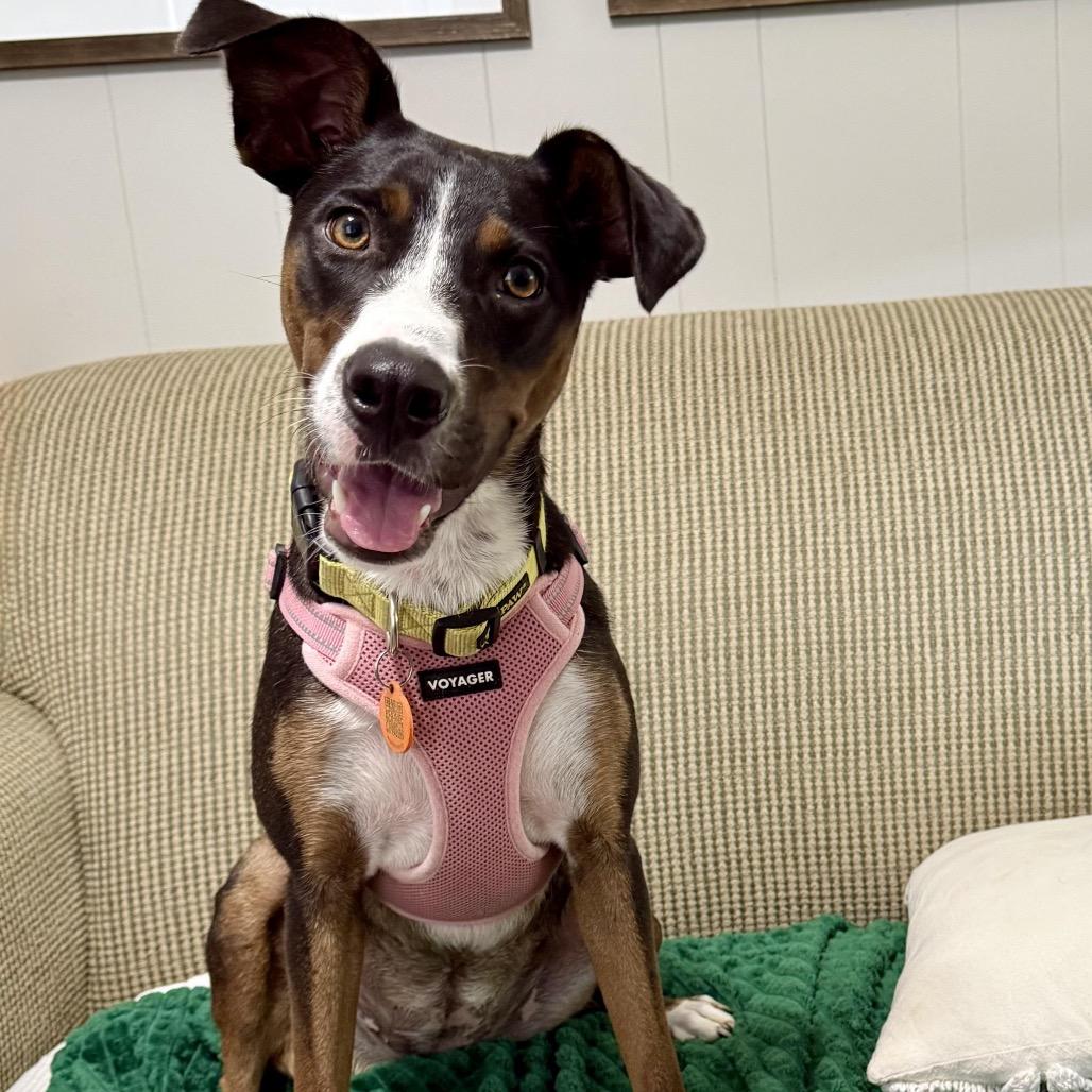 Tula, a Adoptable mixed breed image 5/6