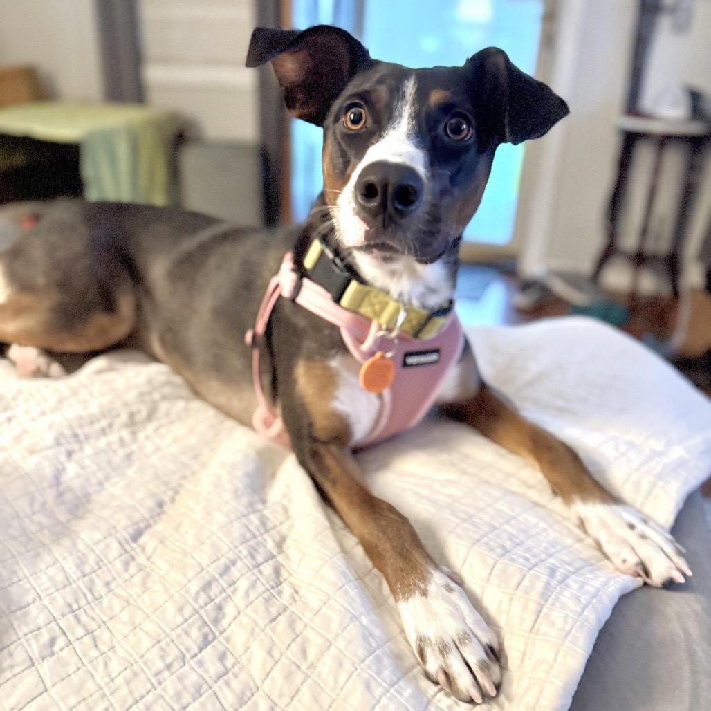 Tula, a Adoptable mixed breed image 6/6