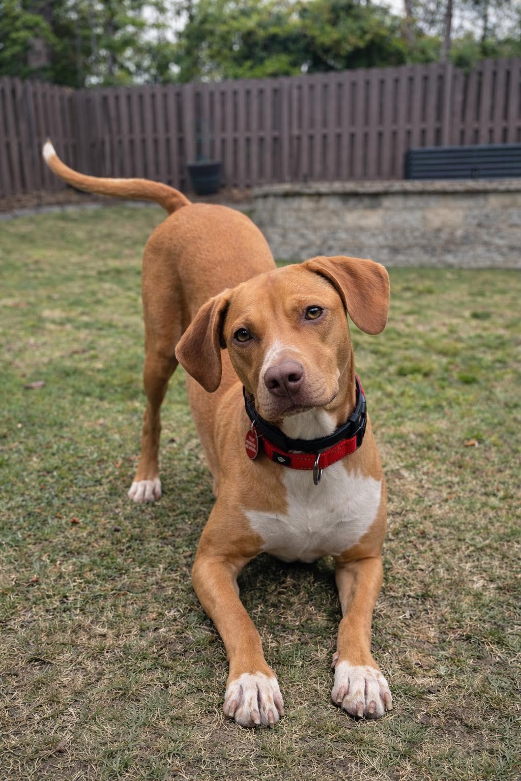 Enlarge TOFFEE, a Adoptable mixed breed in Salt Lake City, UT image 4/6