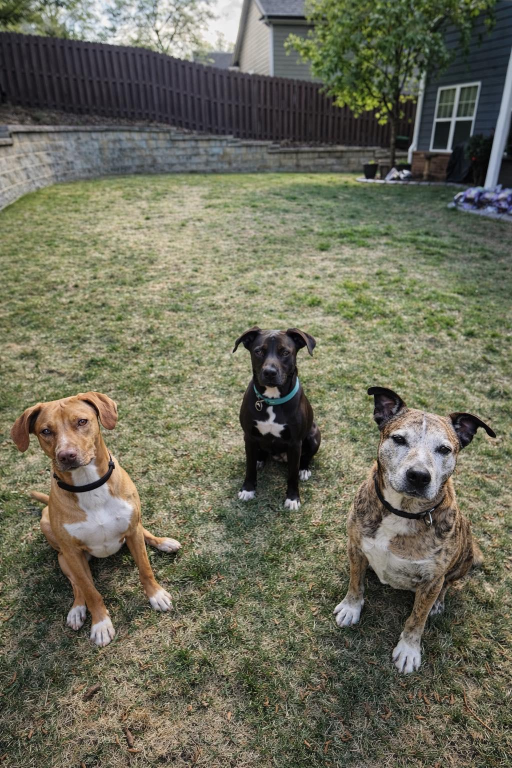 Enlarge TOFFEE, a Adoptable mixed breed in Salt Lake City, UT image 3/6