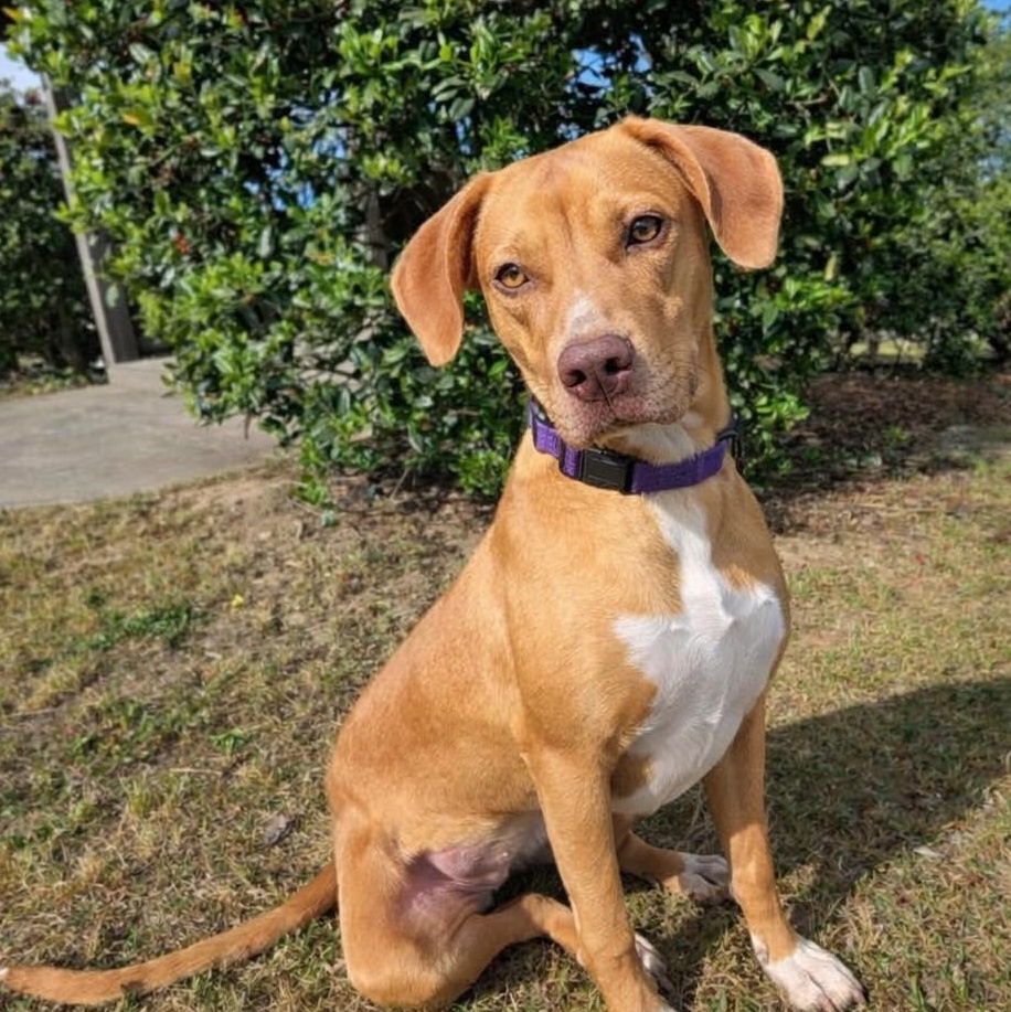 TOFFEE, Adoptable, Puppy Female Mixed Breed.