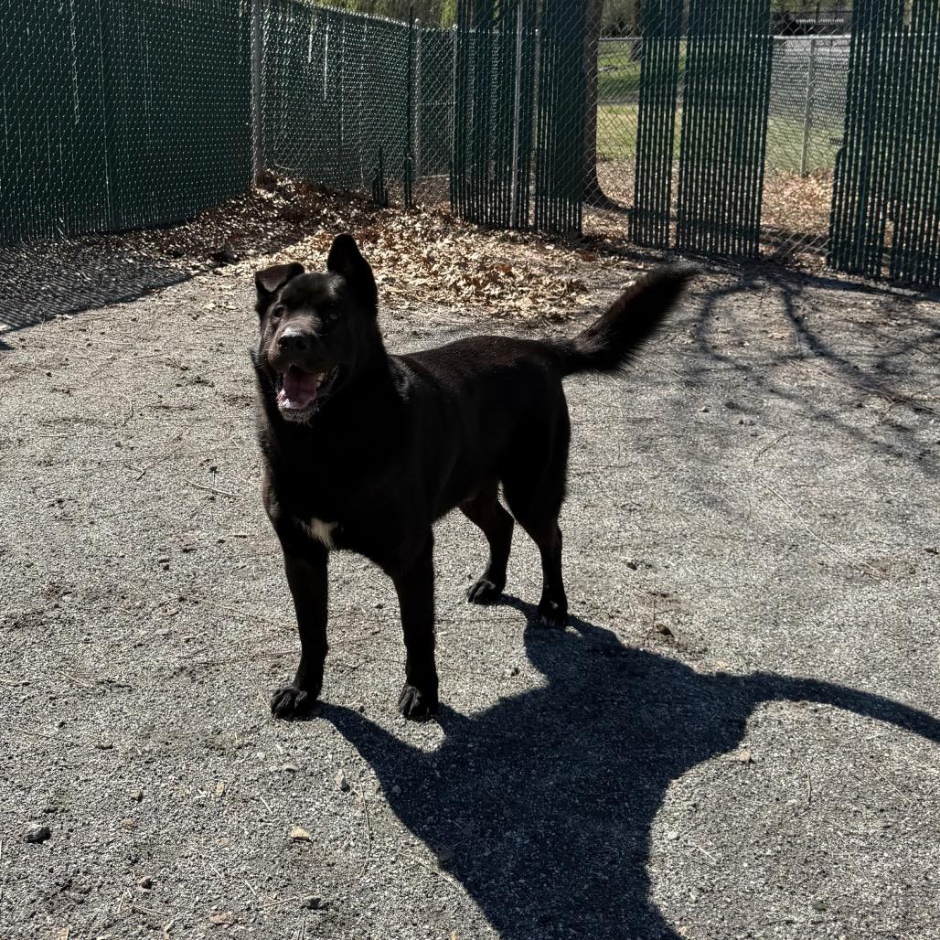 Blackjack, Adoptable, Adult Male Chow Chow.