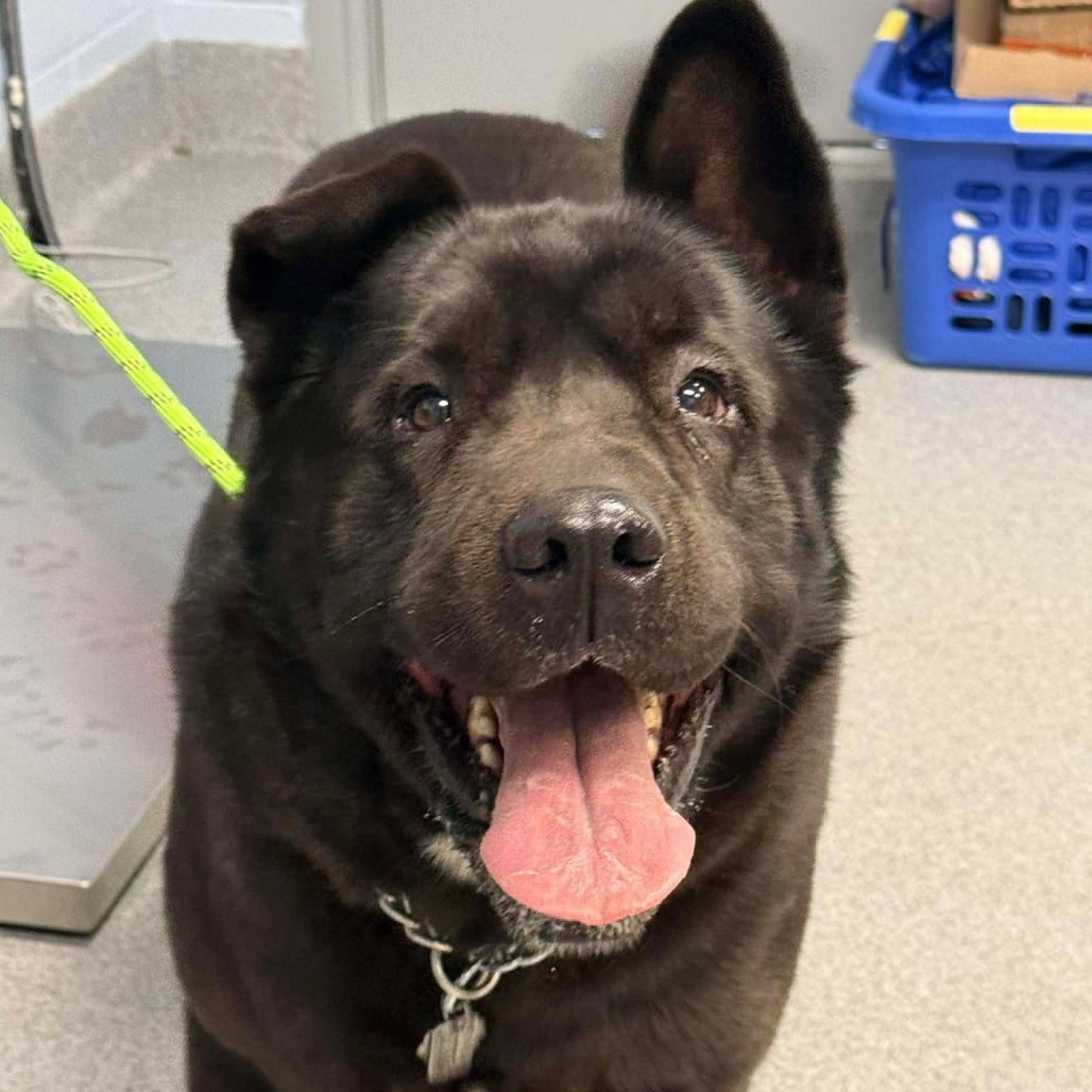 Enlarge Blackjack, a Adoptable mixed breed in Martinsville, VA image 2/4