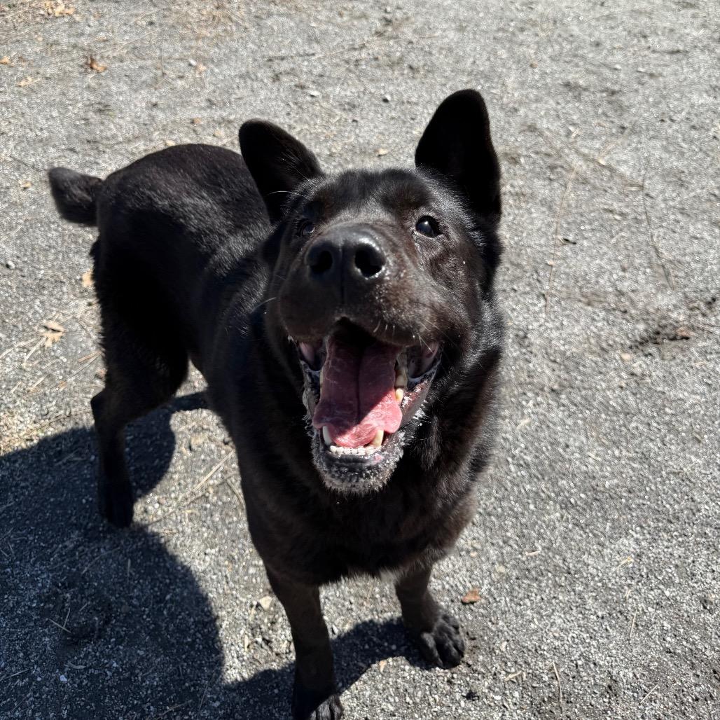 Enlarge Blackjack, a Adoptable mixed breed in Martinsville, VA image 3/4