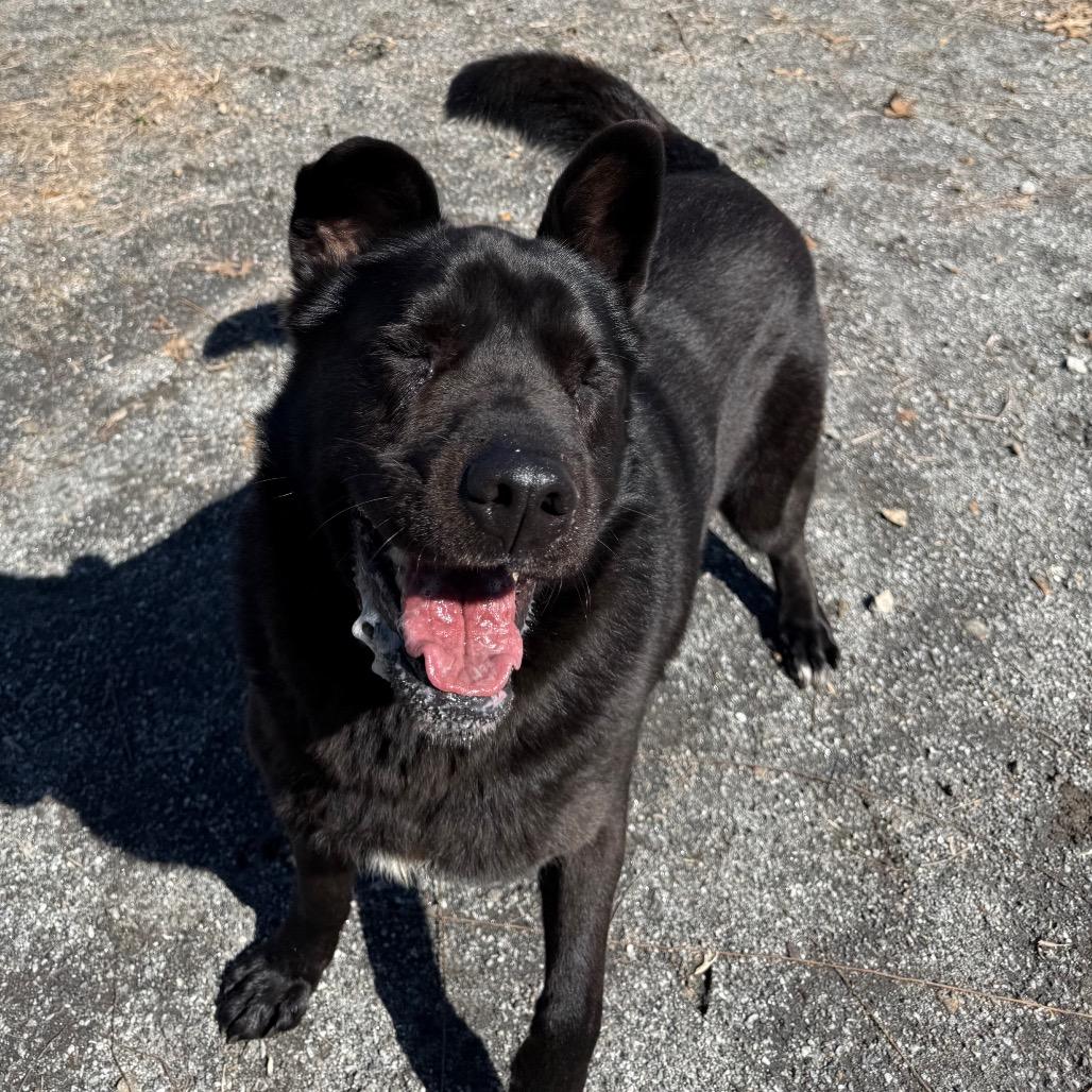 Enlarge Blackjack, a Adoptable mixed breed in Martinsville, VA image 4/4