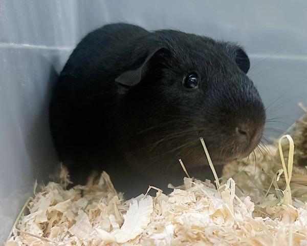 Pip, Adoptable, Adult Male Guinea Pig.